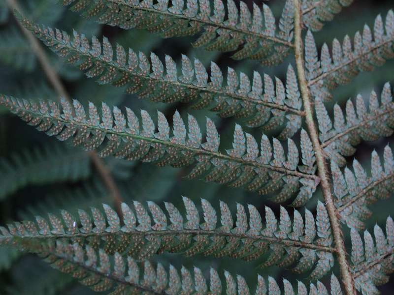 Polystichum setiferum